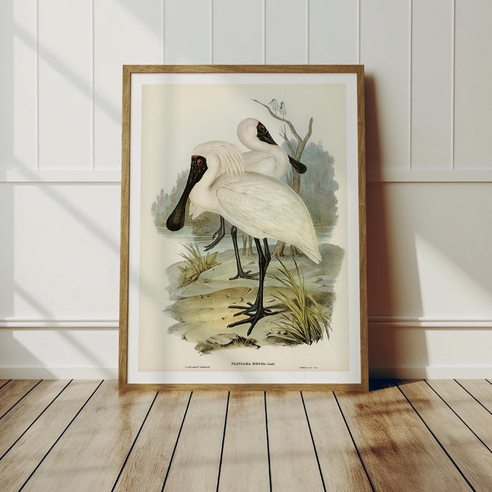 A framed vintage bird art print depicting a Royal Spoonbill in a natural habitat, framed in natural wood frame.
