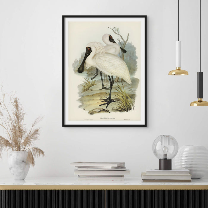 A framed vintage bird art print depicting a Royal Spoonbill in a natural habitat, framed in black frame.
