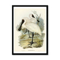 A framed vintage bird art print depicting a Royal Spoonbill in a natural habitat, framed in black frame.