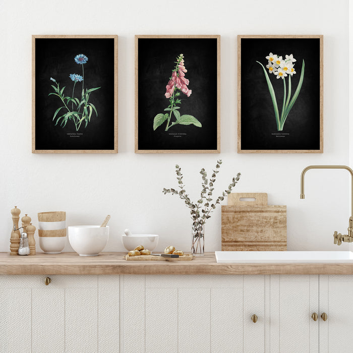 Set of three framed vintage flower prints with black backgrounds above a kitchen counter with decorative items.