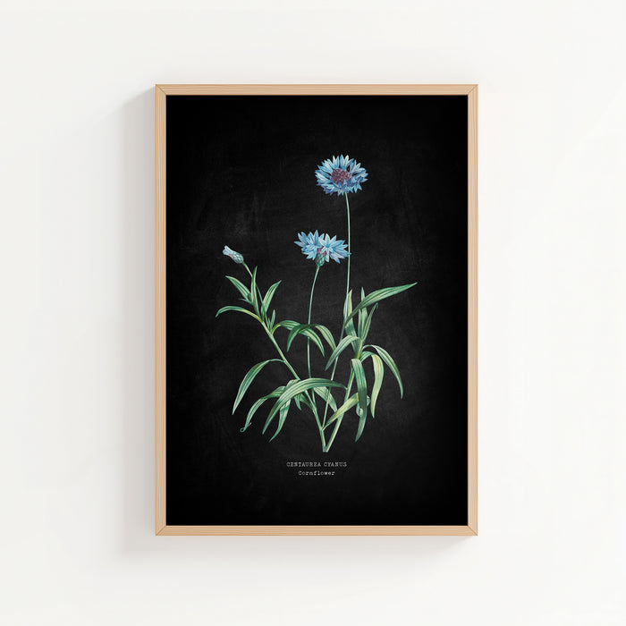 Framed botanical print of blue flowers on a black background