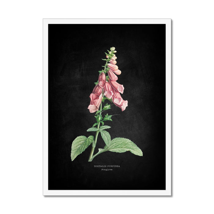 Framed botanical illustration of pink foxglove flowers on a dark background