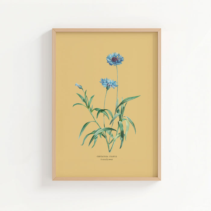 Framed botanical print of blue flowers on a yellow background