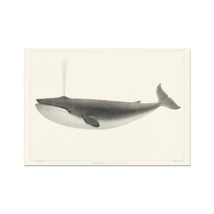 Black and white illustration of a whale on a beige background