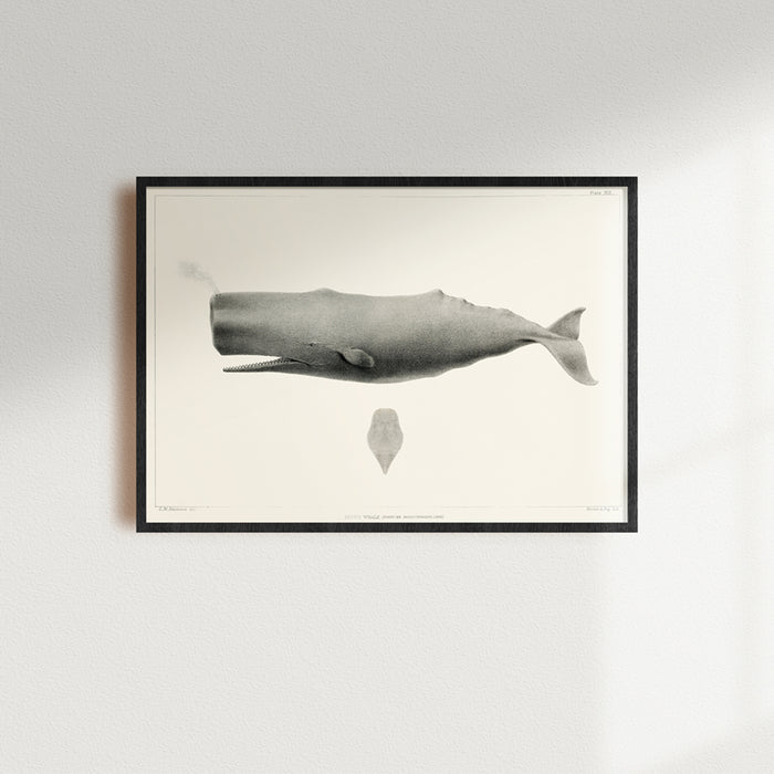 Framed black and white whale illustration on a light gray wall