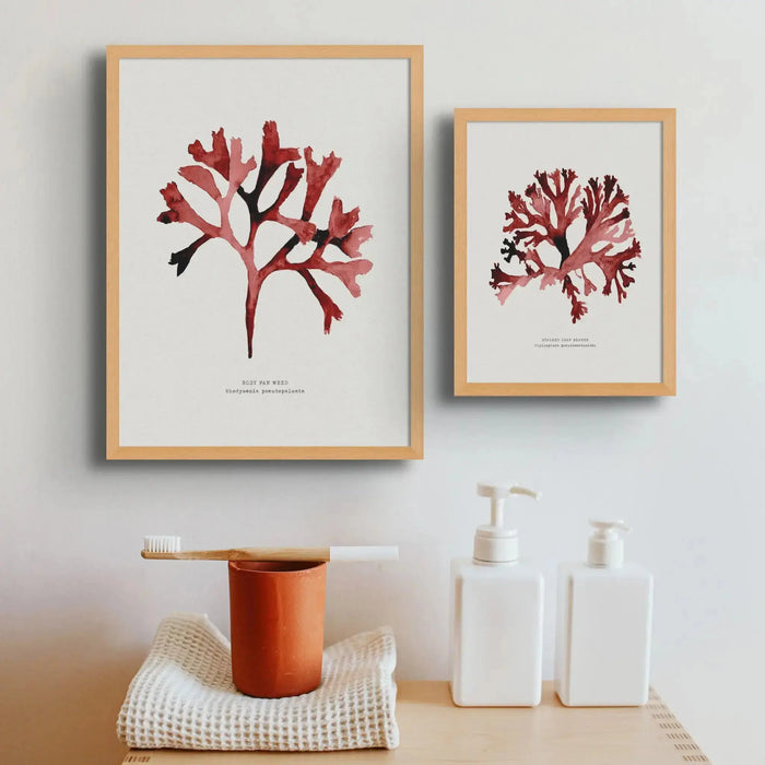 Watercolour Seaweed Print Wall Art (Rosy Fan Weed) - Framed Seaweed Painting in Red
